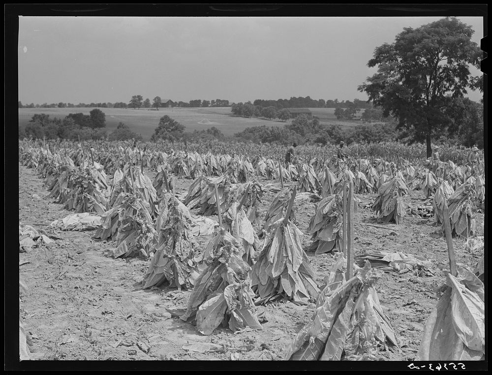Burley tobacco is placed on sticks to wilt after cutting before it is taken into barn for drying and curing. Russell Spear's…