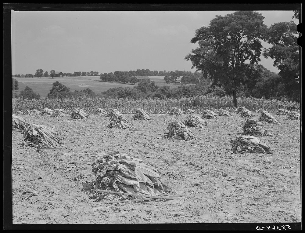 Burley tobacco, after it has been cut and wilted, is placed in small piles before being picked up by wagon and taken to dry…