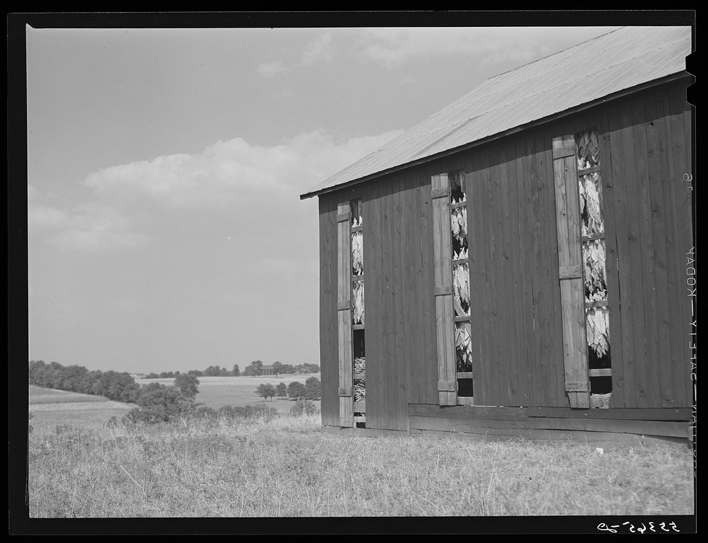 Barn full of tobacco on Russell Spear's farm near Lexington, Kentucky. Sourced from the Library of Congress.
