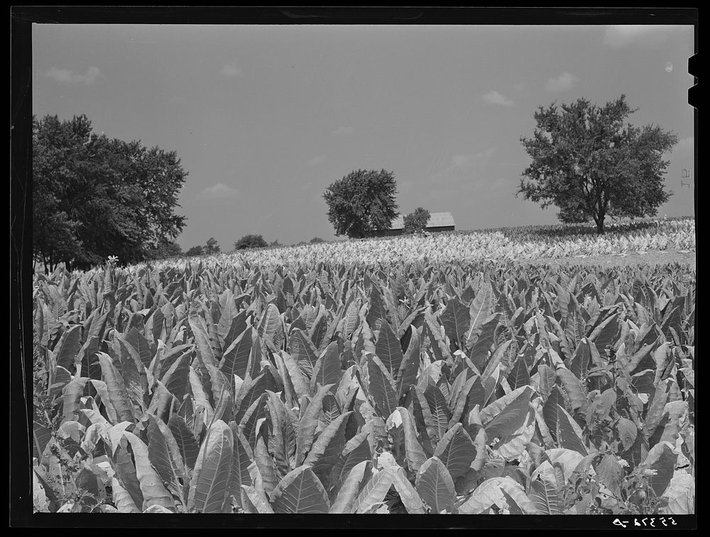 Burley tobacco ripening and almost ready to be cut. Russell Spear's farm near Lexington, Kentucky. Sourced from the Library…