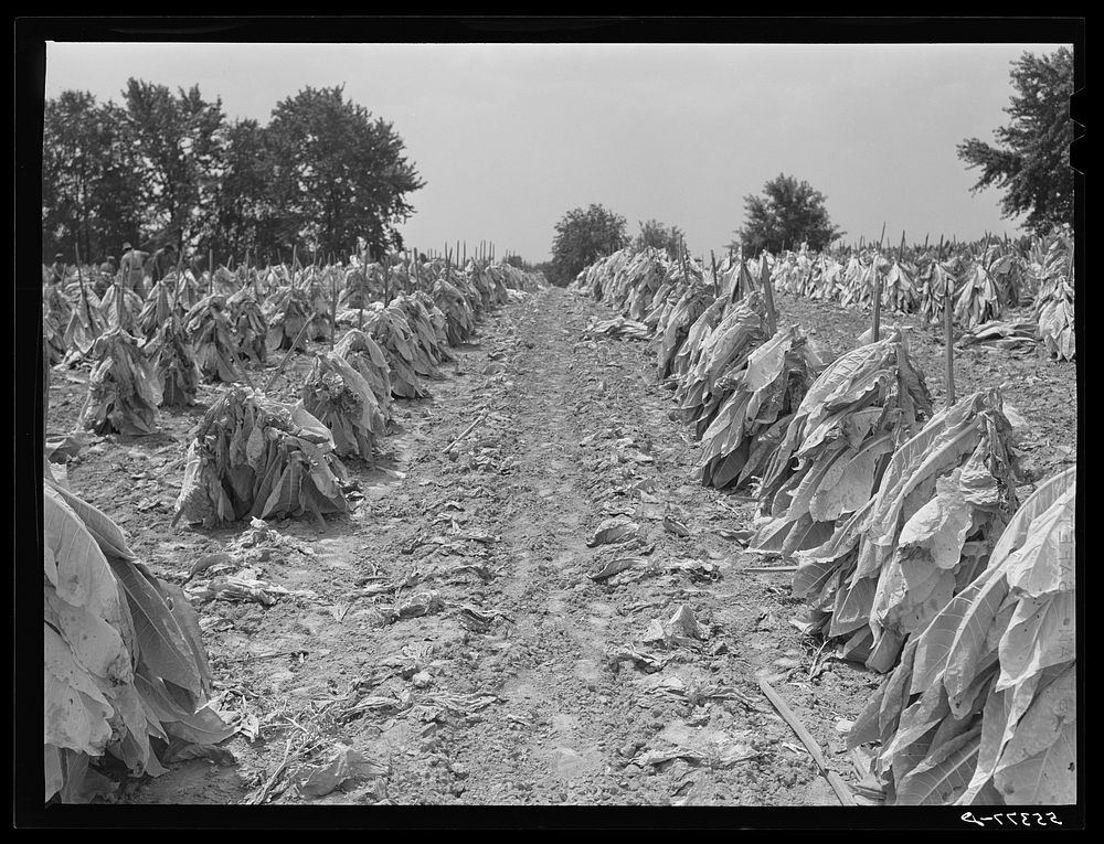 [Untitled photo, possibly related to: Burley tobacco is placed on sticks to wilt after cutting before it is taken into barn…
