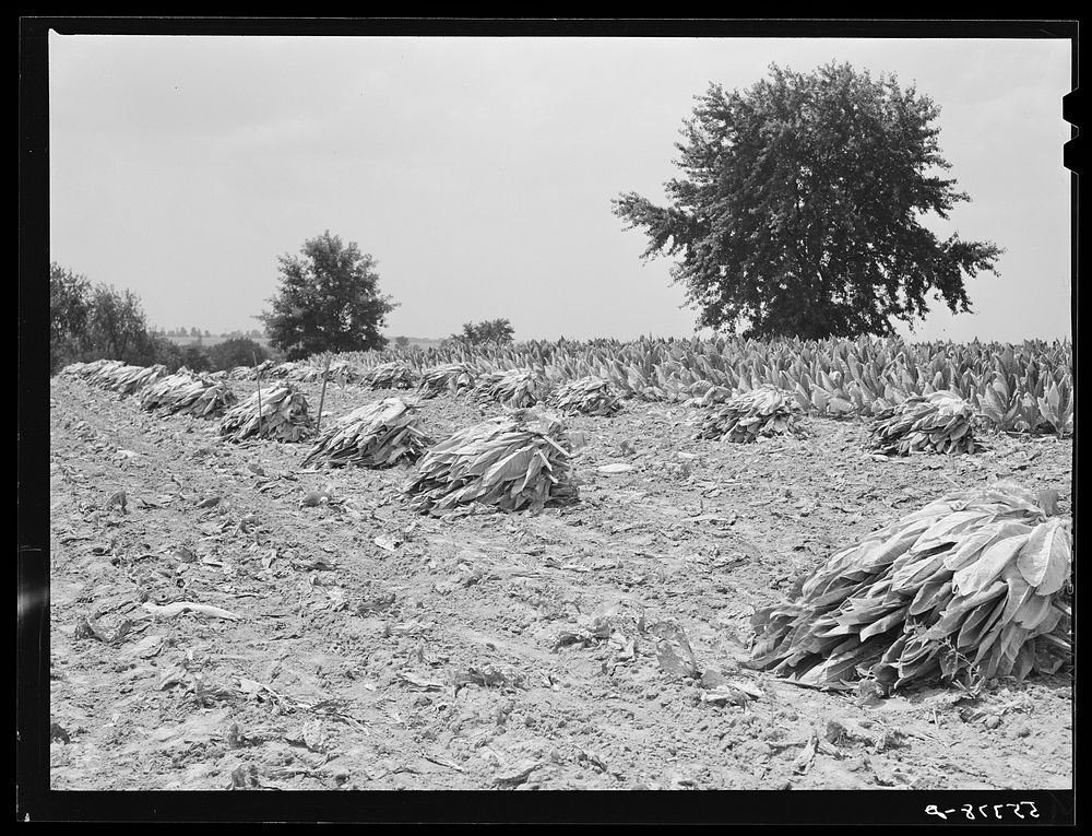 [Untitled photo, possibly related to: Burley tobacco is placed on sticks to wilt after cutting before it is taken into barn…