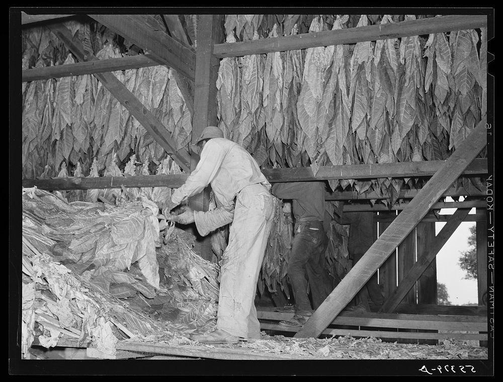 Hanging burley tobacco in the barn to dry and cure. On Russell Spear's farm near Lexington, Kentucky. Sourced from the…