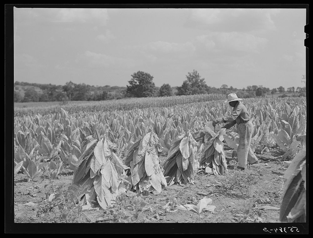Farmers cutting tobacco and putting it on sticks to wilt before taking it to the barn for drying and curing. In region…