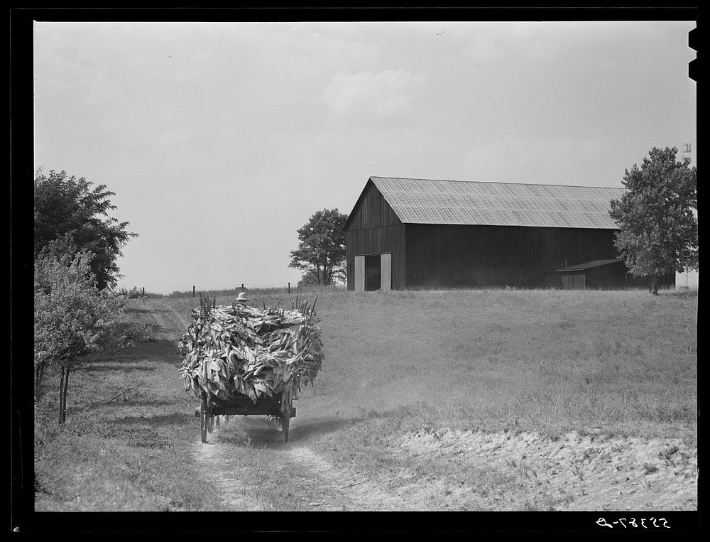 Taking burley tobacco in from the fields after it has been cut to dry and cure in the barn. On Russell Spear's farm near…