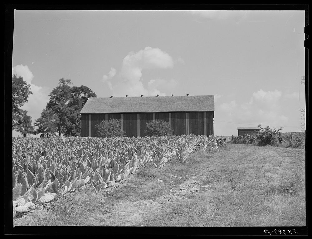 Tobacco ripening in the field by curing barn on Russell Spear's farm near Lexington, Kentucky. Sourced from the Library of…