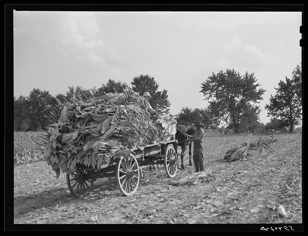 Taking burley tobacco in from the fields after it has been cut to dry and cure in the barn. On Russell Spear's farm near…
