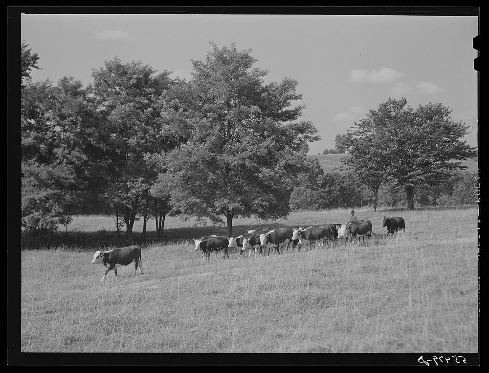 Cattle on Russell Spear's farm near Lexington, Kentucky. Sourced from the Library of Congress.