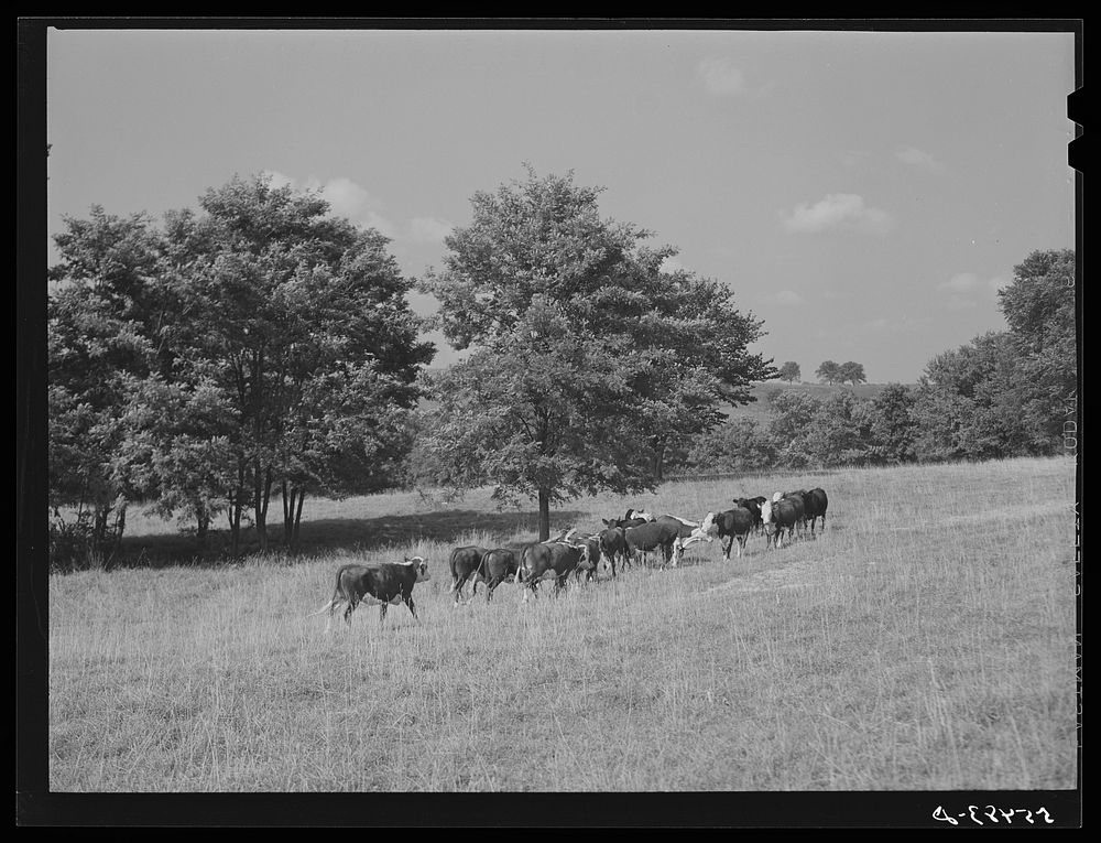 Hereford cattle on Russell Spear's farm near Lexington, Kentucky. Sourced from the Library of Congress.
