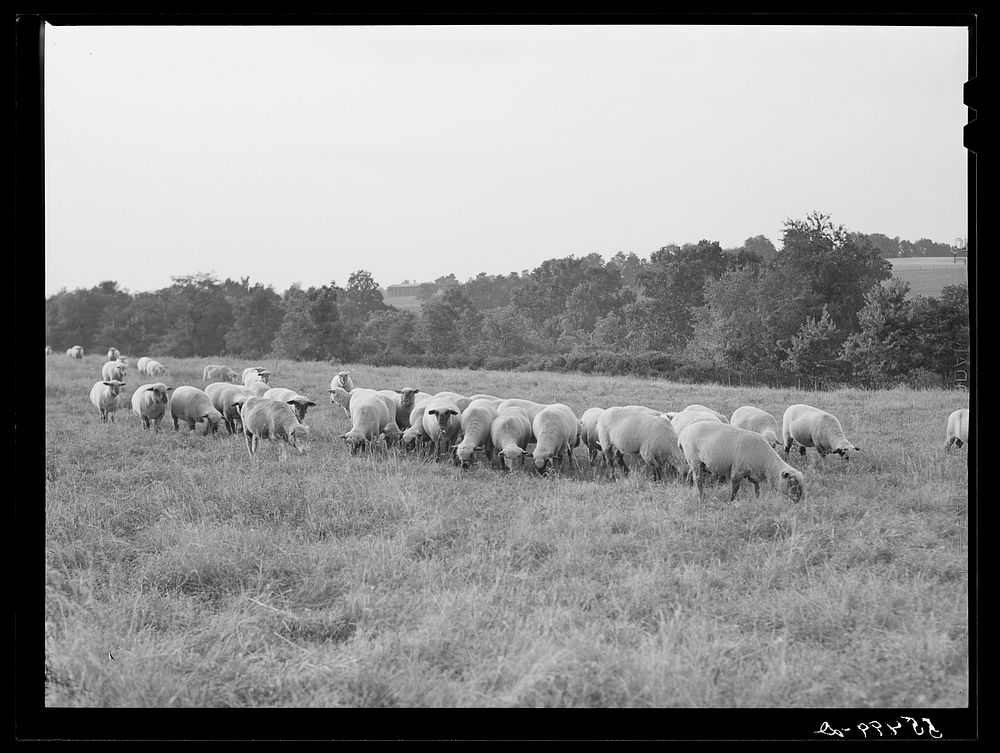 Sheep on Russell Spear's farm near Lexington, Kentucky. Sourced from the Library of Congress.