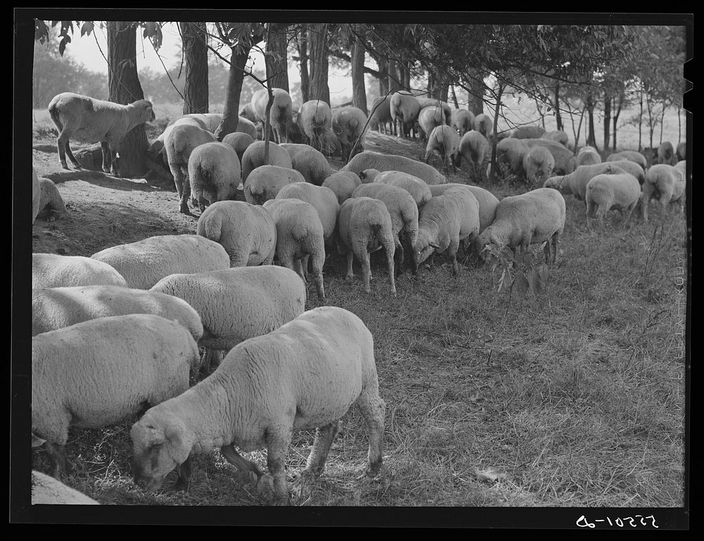 Sheep grazing on farm of Russell Spears near Lexington, Kentucky. Sourced from the Library of Congress.