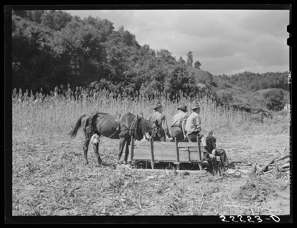 In the early fall mountain people and children get together whenever the sorghum cane sap is being boiled down into syrup.…