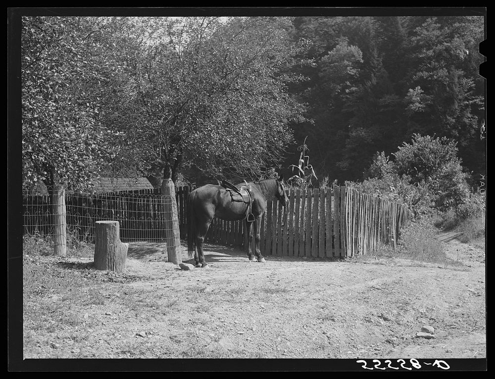 Mounting block and horse by mountain family home. Up Burton's Fork, Kentucky River near Jackson, Kentucky. Sourced from the…