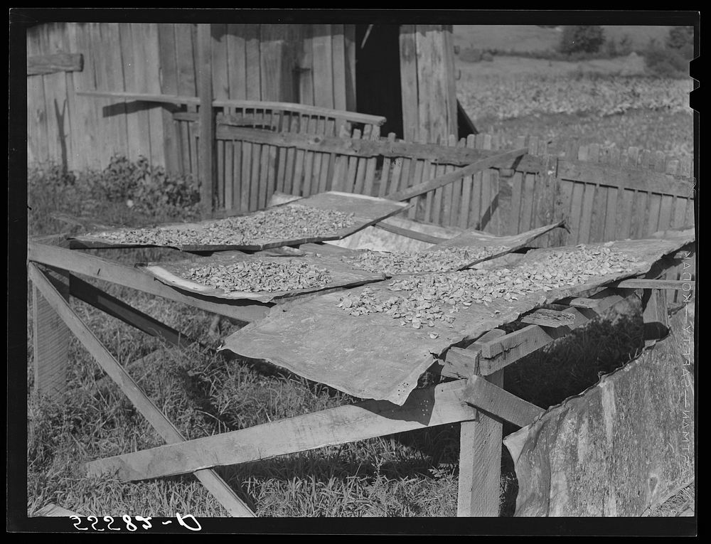Drying apples outside mountain home near Jackson, Kentucky. Sourced from the Library of Congress.
