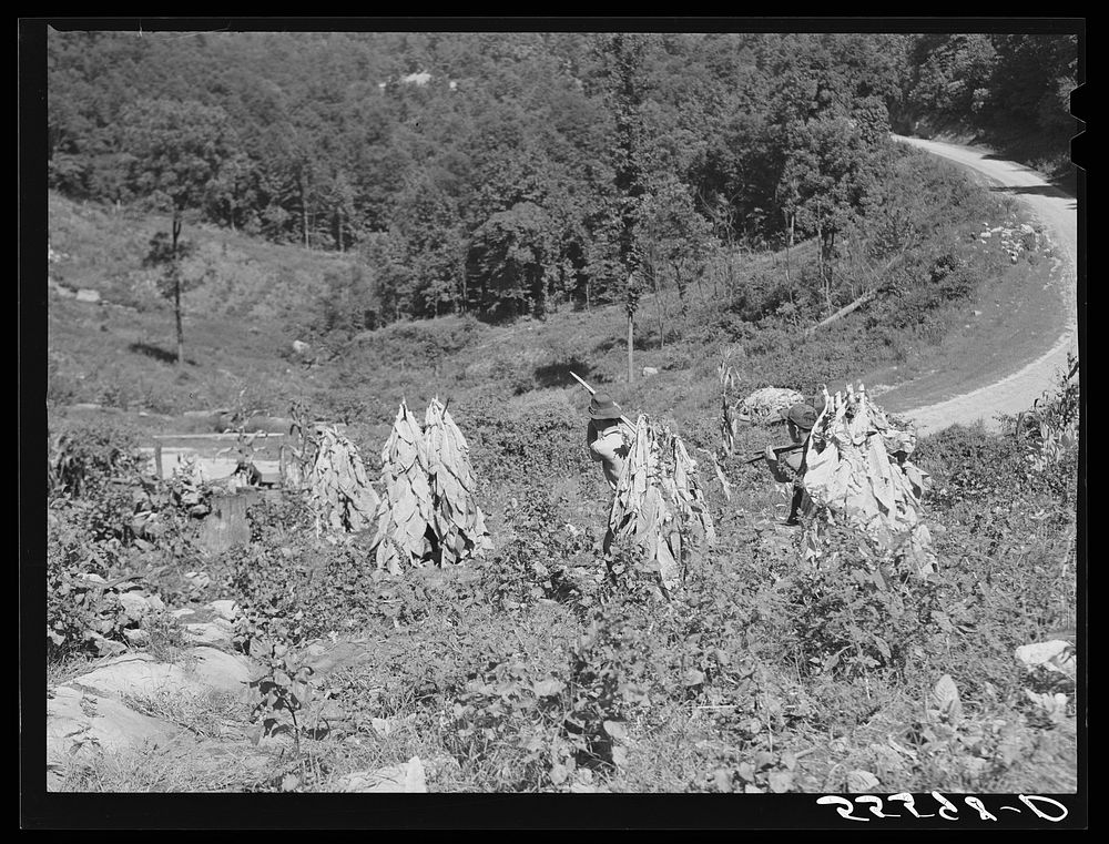 Mountaineers carrying sticks of cut tobacco down steep hillside to truck on road. Perry County, Kentucky. Sourced from the…