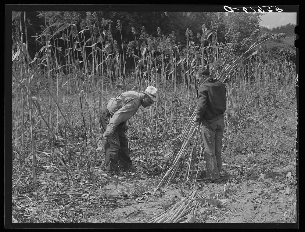Cutting the sorghum cane to make syrup. At a mountaineer's home on the road between Jackson and Campton, Kentucky. Sourced…