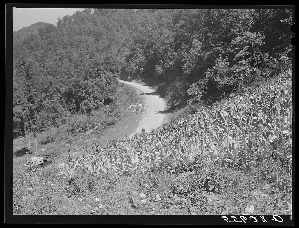 Tobacco ripening and ready for cutting on steep hillside in mountain section. Perry County, Kentucky. Sourced from the…