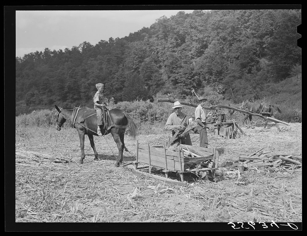 Mountaineer's son with mule and sled which hauled the wood across the creek to be used in boiling down the sorghum cane sap…