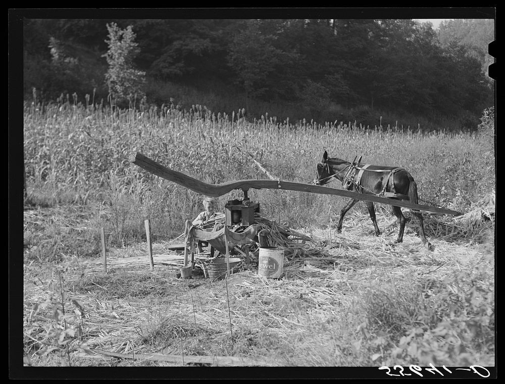 Ginning the sorghum cane while making syrup at a mountaineer's home in Breathitt County, Kentucky. Sourced from the Library…