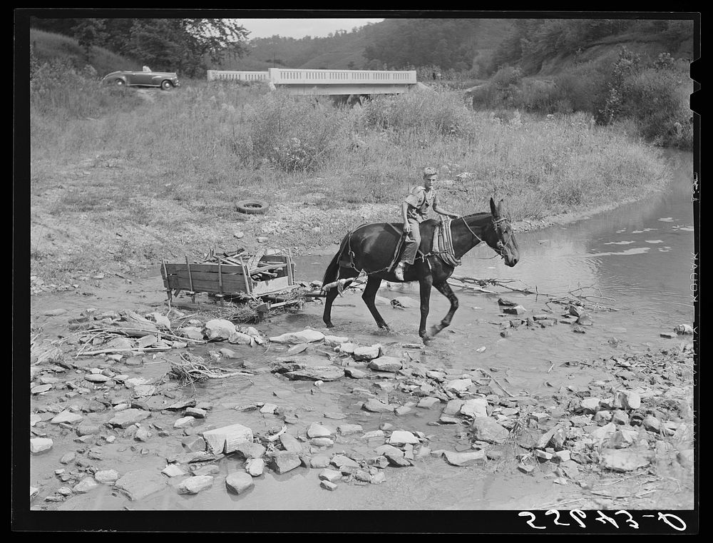 Mountaineer's son hauling wood across the creek with a mule and sled. It is to be used in boiling down the sorghum cane sap…