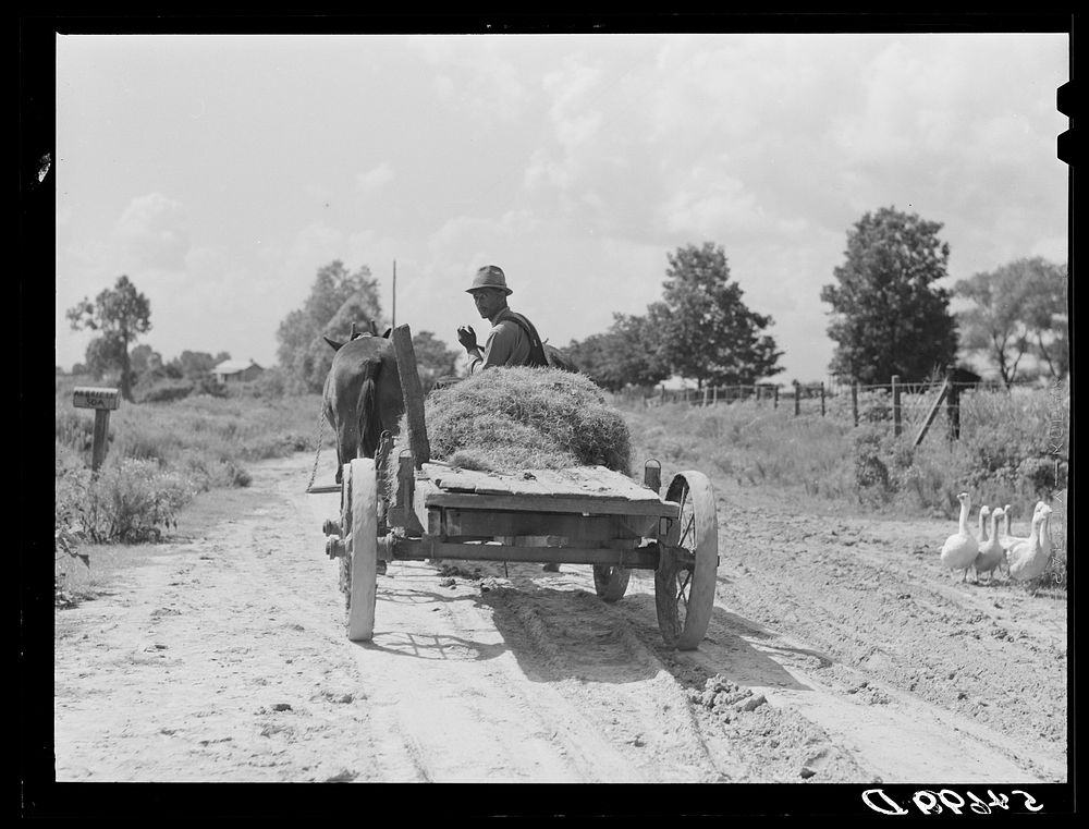 Mulatto taking home Spanish moss which he has pulled off the trees to use as the filling of a mattress which his wife makes…
