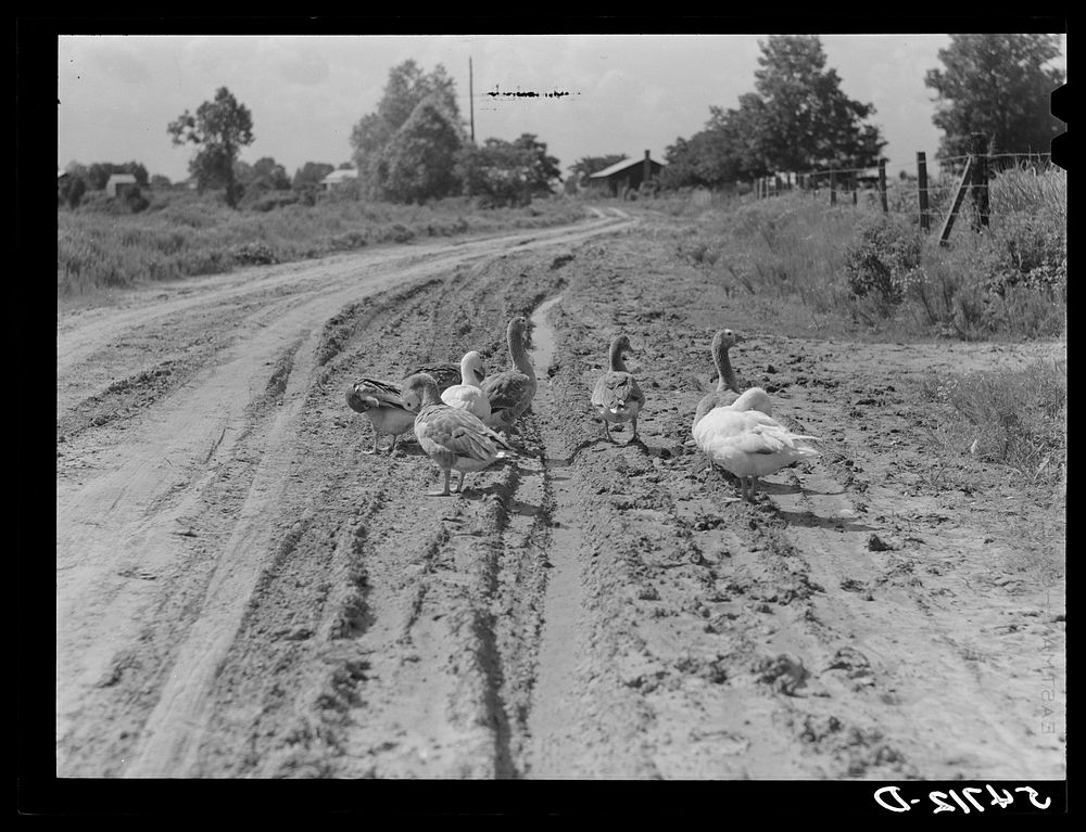 Melrose, Natchitoches Parish, Louisiana. Geese in road in cotton plantation area. Sourced from the Library of Congress.