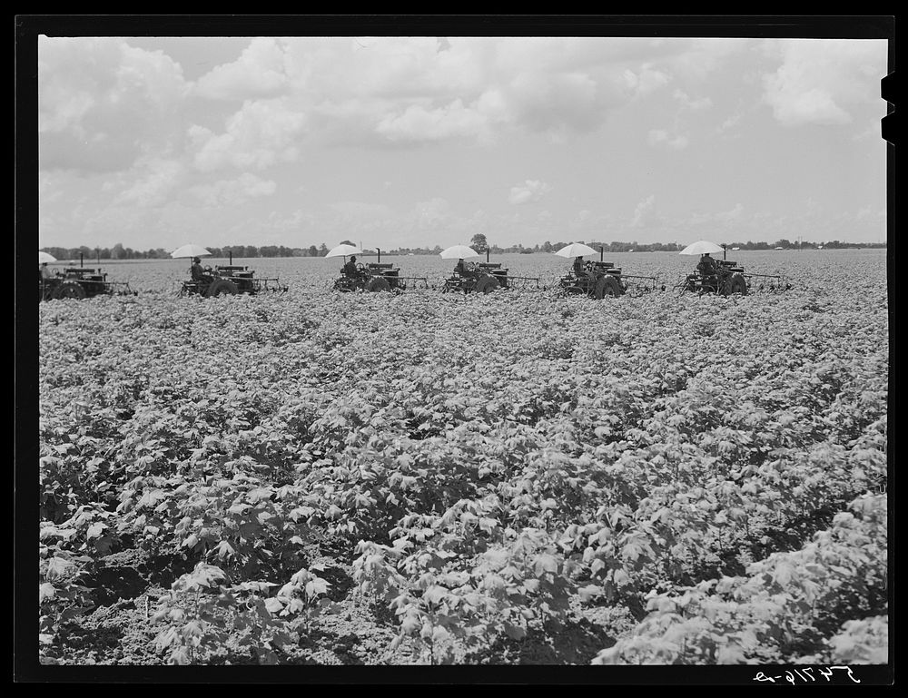 [Untitled photo, possibly related to: Tractors have taken the place of the mule and the plow on Hopson Plantation where day…