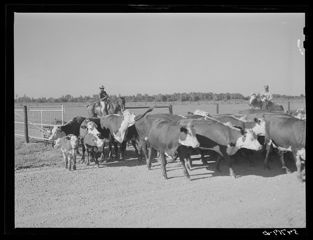 Hereford cattle on the Hopson Plantation (cotton). Clarksdale, Mississippi Delta, Mississippi. Sourced from the Library of…