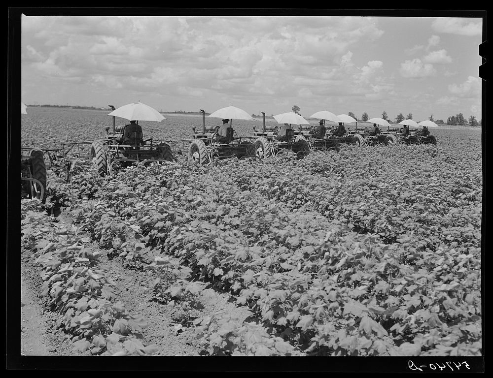 Tractors have taken the place of the mule and the plow on Hopson Plantation where day labor is used almost exclusively…