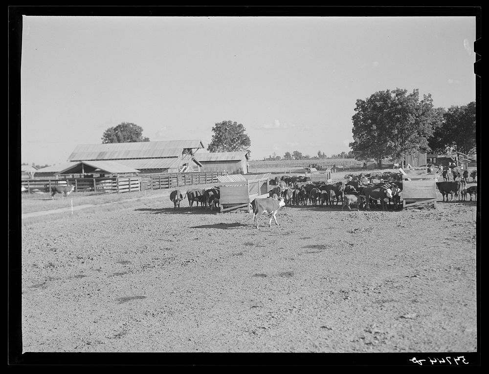 Hereford cattle on the Hopson cotton plantation. Clarksdale, Mississippi Delta, Mississippi. Sourced from the Library of…