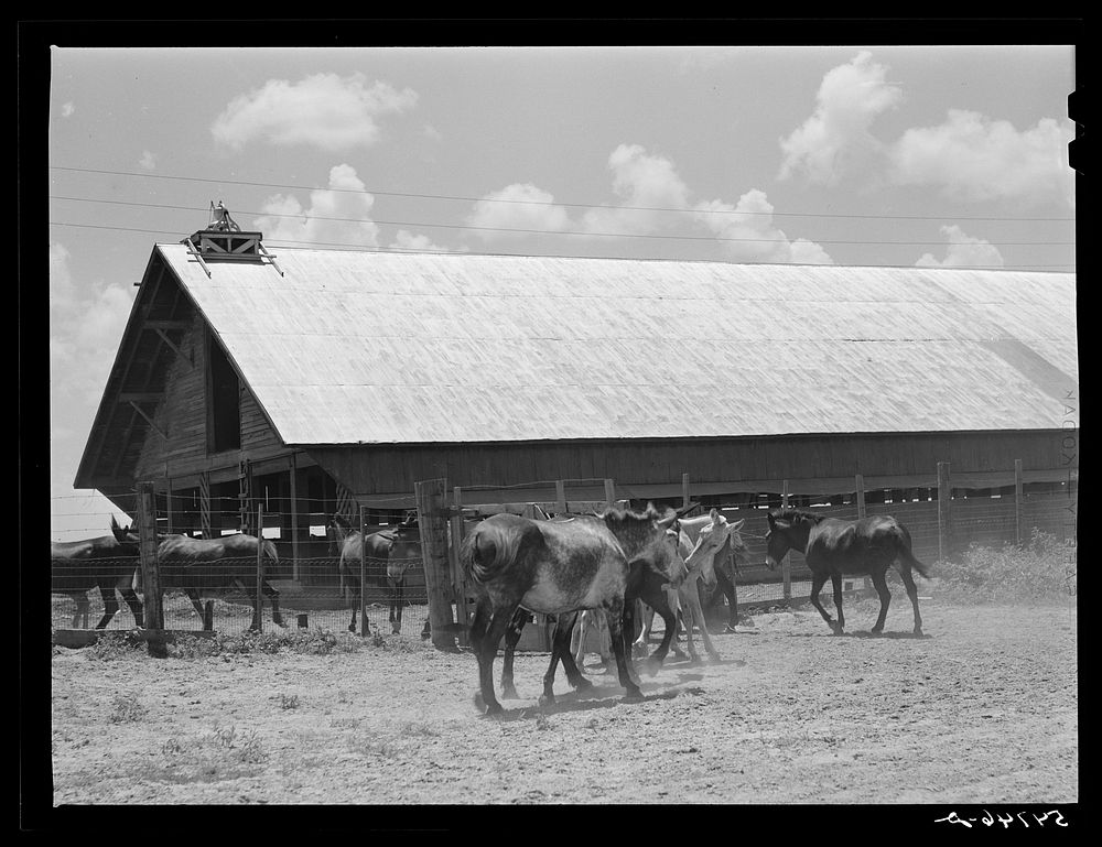 [Untitled photo, possibly related to: Mules are taken into the yard for a couple of hours at noon during mid-summer to cool…