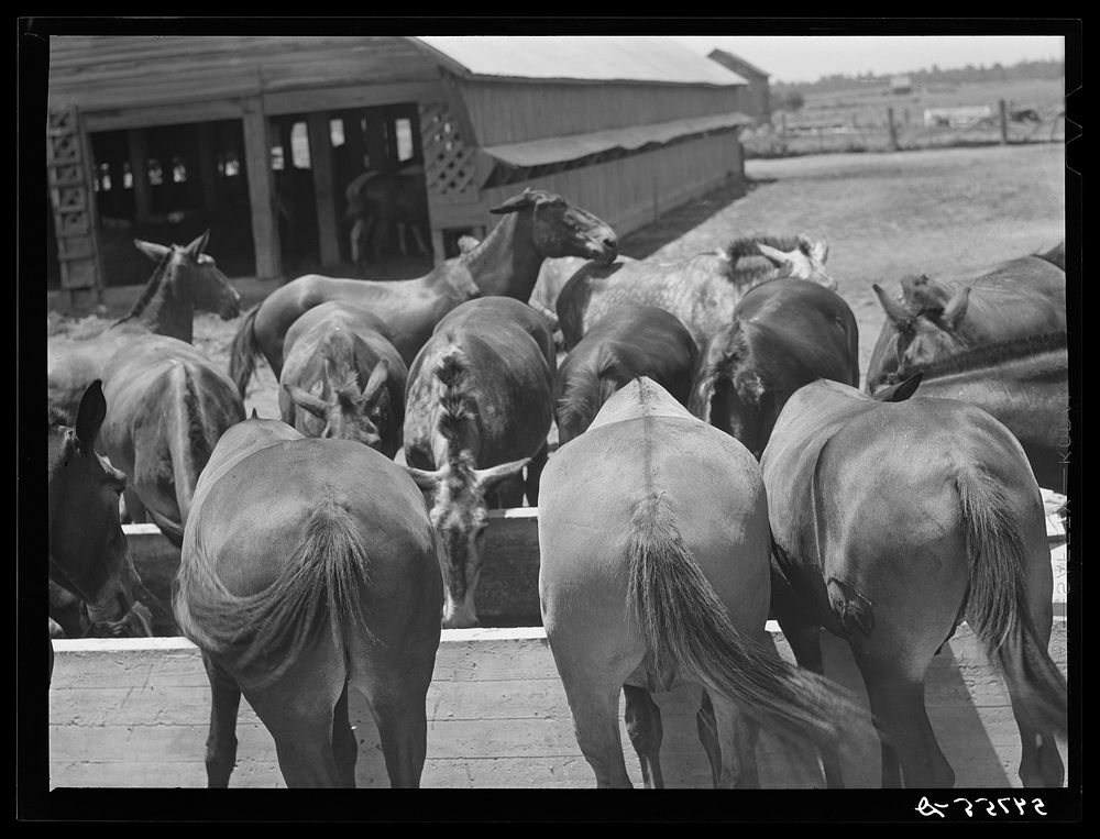 Mules are taken into the yard for a couple of hours at noon during mid-summer to cool and water them. King and Anderson…