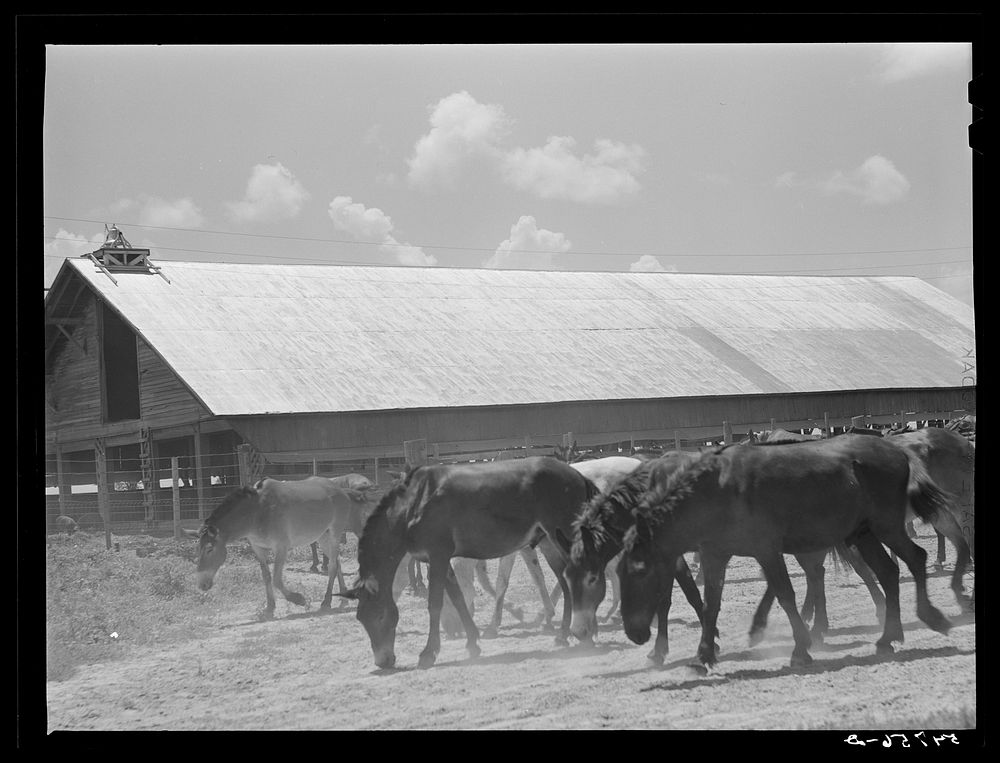Mules are taken into the yard for a couple of hours at noon during mid-summer to cool and water them. King and Anderson…