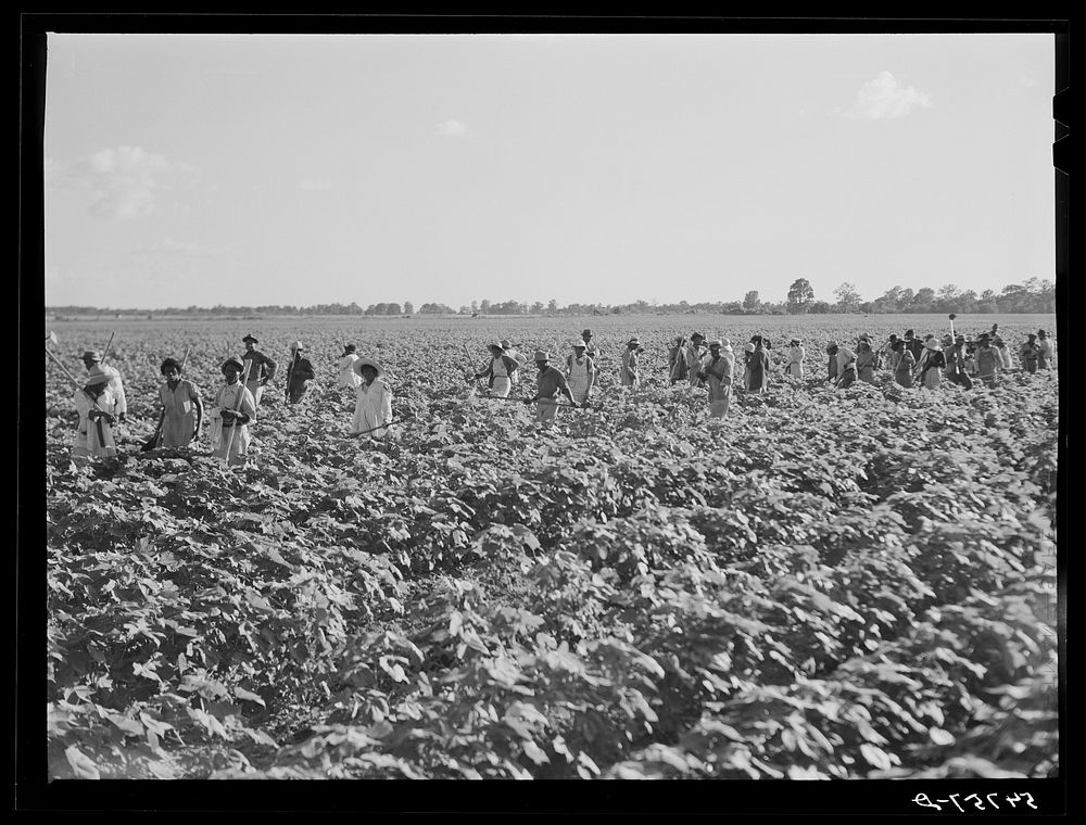[Untitled photo, possibly related to: Day labor now is used almost exclusively on Hopson Plantation, displacing the old…