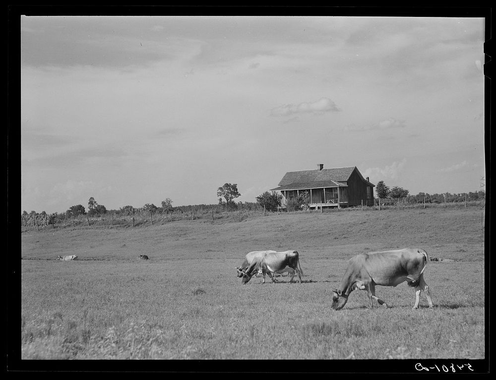 Tenant's home and cows in a pasture on King and Anderson cotton plantation near Clarksdale. Mississippi Delta, Mississippi.…
