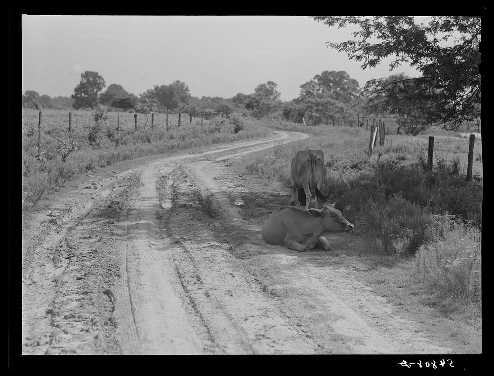 Melrose, Natchitoches Parish, Louisiana. Cows lying on shade along country road during heat of the day. Sourced from the…