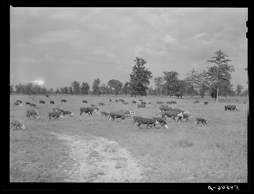 [Untitled photo, possibly related to: Hereford cattle on the Hopson cotton plantation. Clarksdale, Mississippi Delta…