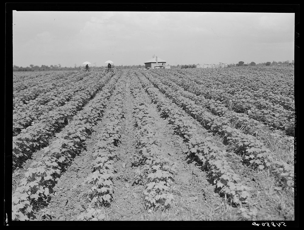 [Untitled photo, possibly related to: Tractors have taken the place of the mule and the plow on Hopson Plantation, where day…