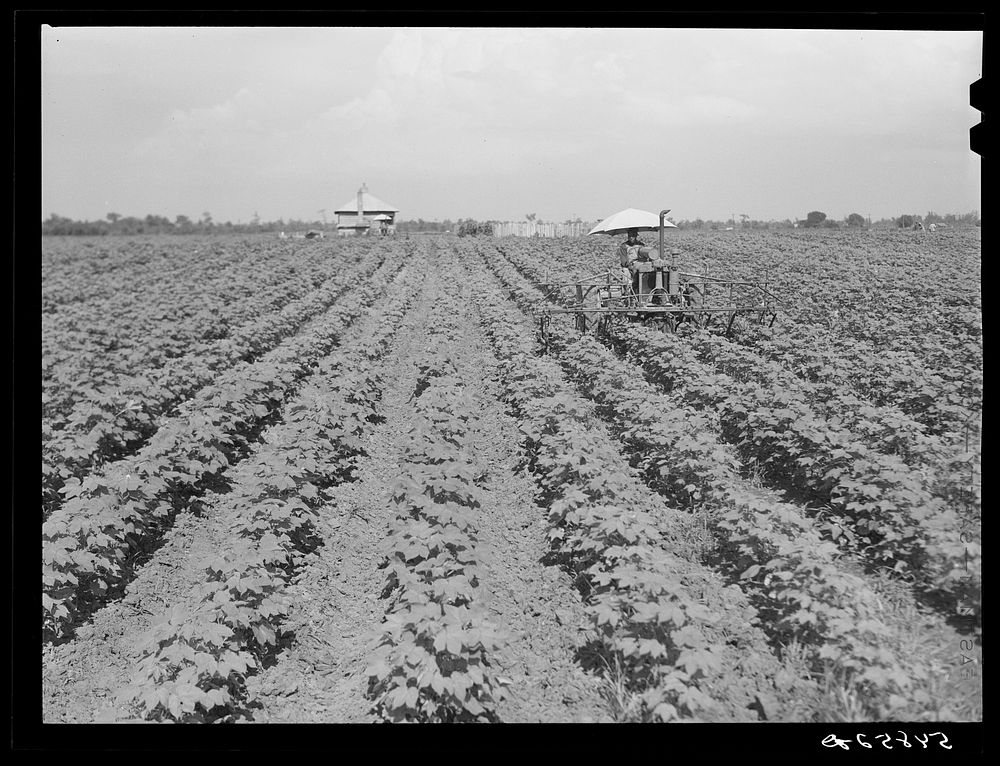 Tractors have taken the place of the mule and the plow on Hopson Plantation, where day labor is used almost exclusively…