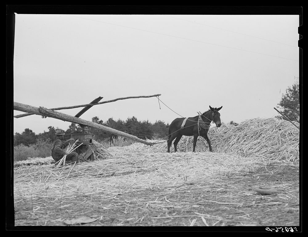 Ginning the cane to make sorghum syrup. Caswell County, North Carolina. Sourced from the Library of Congress.
