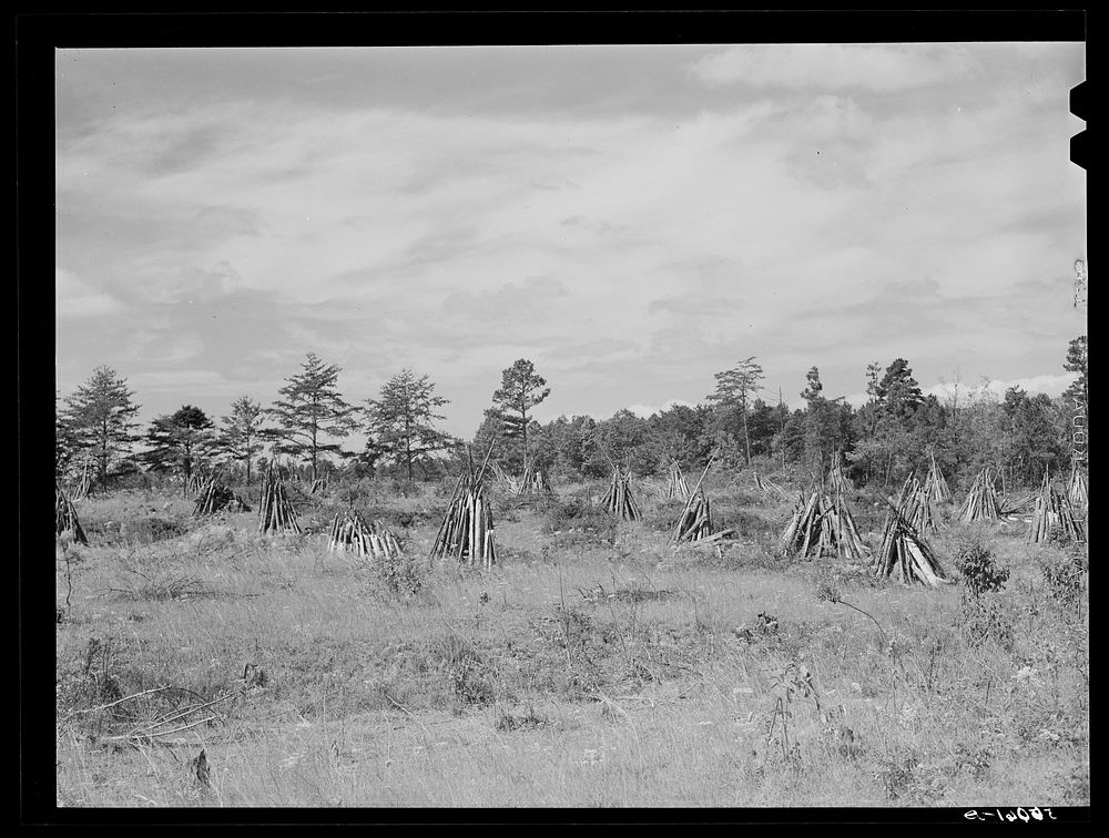 [Untitled photo, possibly related to: Stacks of wood cut for firing tobacco barns and winter fuel in Caswell County, North…
