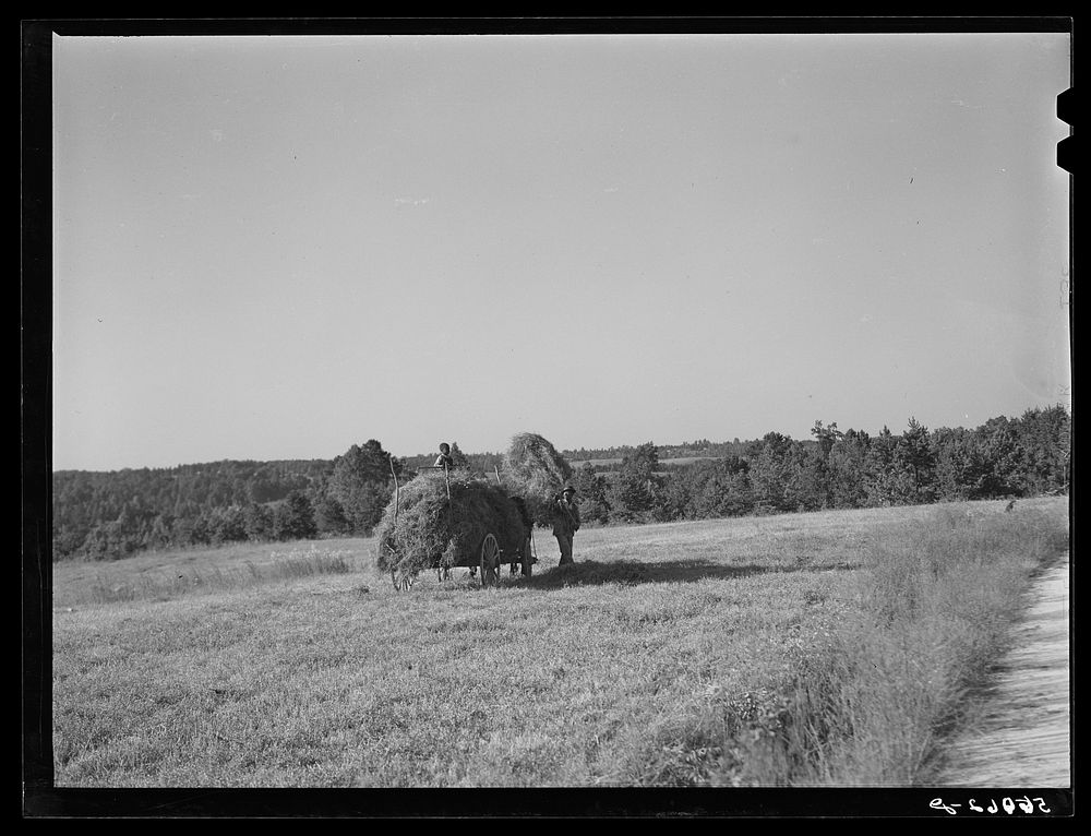 [Untitled photo, possibly related to: Loading lespedeza hay in Caswell County, North Carolina]. Sourced from the Library of…