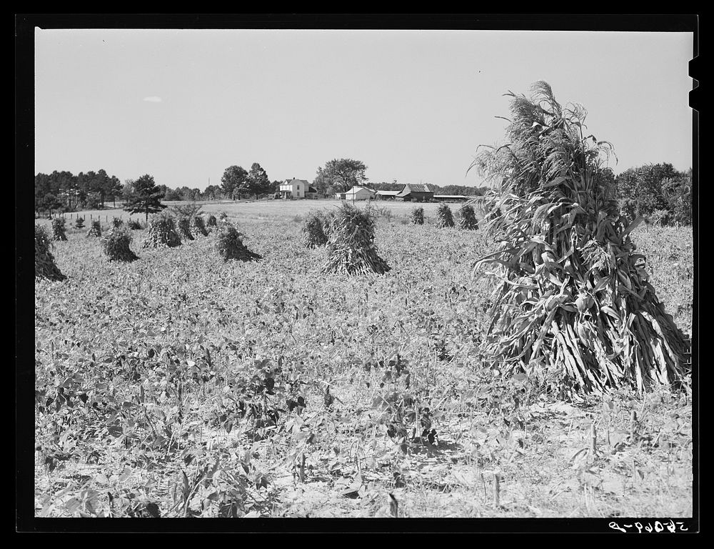 Shocked corn and home of E.O. Foster, FSA (Farm Security Administration) borrower in Caswell County, North Carolina. Sourced…