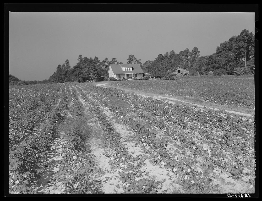[Untitled photo, possibly related to: J.V. Harris' home and farm with cottonfield. Nine miles south of Chapel Hill on…