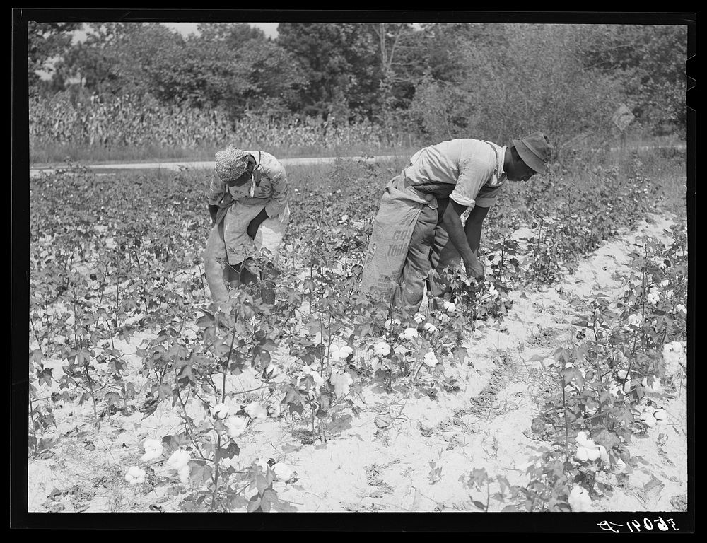  tenants picking cotton on Highway 15 about seven miles south of Chapel Hill. Chatham County, North Carolina. Sourced from…