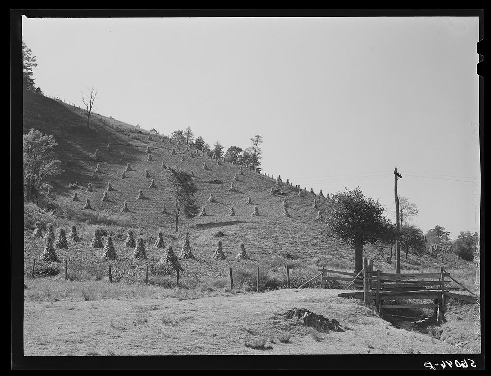Cornshocks and fences on farm near Marion, Virginia. Sourced from the Library of Congress.