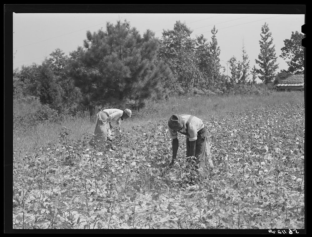  tenants picking cotton on Highway 15 about seven miles south of Chapel Hill. Chatham County, North Carolina. Sourced from…