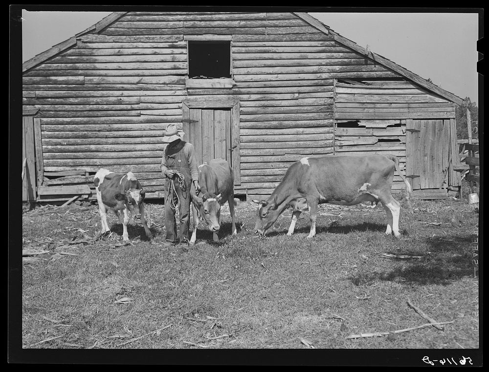 FSA (Farm Security Administration) borrower with a bull calf purchased with FSA community cooperative service loan and his…