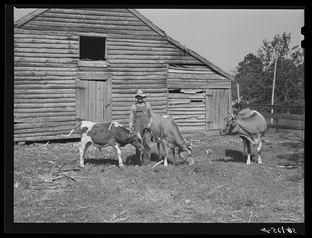 [Untitled photo, possibly related to: FSA (Farm Security Administration) borrower with a bull calf purchased with a FSA…