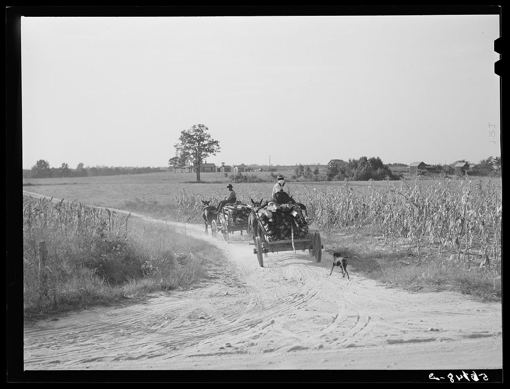 Hauling wood for winter fuel. Caswell County, North Carolina. Sourced from the Library of Congress.